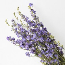 소니오 드리미 델피니움 드라이 플라워 꽃다발, 03 딥 퍼플