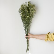 GAPANG 乾花 DRYB215 中華, 黃色數字 02