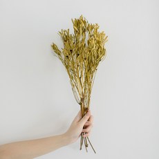 GAPANG 黑種草乾花 DRYB185, 黃色（01號）