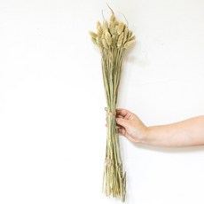 GAPANG 拉格斯兩色乾花 DRYB197, 01綠色