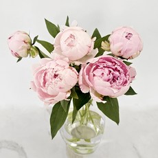 로즈피아 생화 사라 작약 5대, 핑크