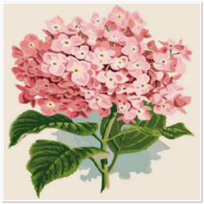 Momofix Painting DIY名畫繪製組合 40 x 40 cm, 粉色繡球花 一朵