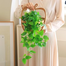 센트바스켓 초록초록 그린 넝쿨 조화, 스킨답서스, 1개