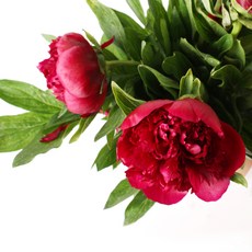 아임플라워 생화 작약 5송이, 레드