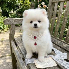 웨이비데이즈 반려동물 럭셔리 비즈 목걸이 W265-0252, 레드(W265-0252R), 1개