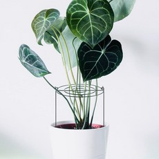 LANOUVE 圓形花草盆栽植物支架, 單一顏色