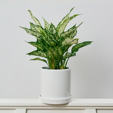 코코도르팜 도자기 화분 대형 스노우 사파이어, 그린, 1개