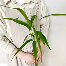 코코도르팜 생화 보리사초 5대, 그린