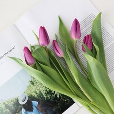 모리앤 튤립 생화단 5대, 엔틱퍼플