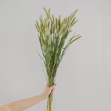 GAPANG 兔尾草雙色乾燥花 03號 DRYB187, 綠色