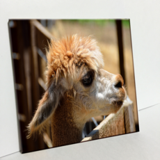 HTP 磁磚 羊駝 C381