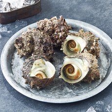 노량진수산시장 뿔소라 (냉장), 1개, 1kg