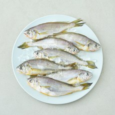 산지직송 일품 법성포 선별참조기 (냉장), 1개, 560g(대, 7미)