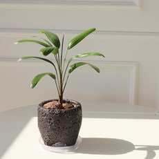 모리앤 화산석 화분에 심은 관음죽, 혼합색상, 1개