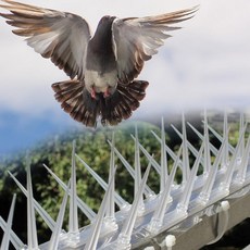 Ding Dong Pet 鳥刺, 3個, 單色