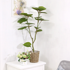 다우에프앤지 인테리어 조화나무 인조목 휘커스 움베르타 90cm, 1개