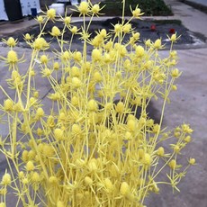 人造花迷你花園彩色乾燥花束 C_RD_75, 黃色, 1個