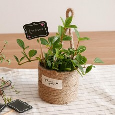 Rattan Mall 吊掛式花盆套, 1組, 單色