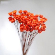 GAPANG Synensis 乾花 No.09 DRYB128, 橙色