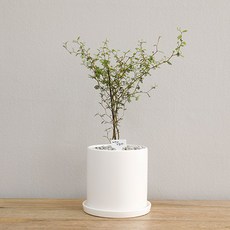 홈트너 마오리소포라 중, 1개