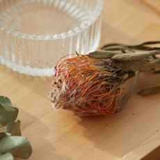 GAPANG 乾花和諧14號, 橘子