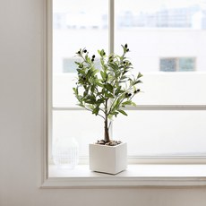 Jardin d'Eden橄欖樹 80cm, 單色, 1個
