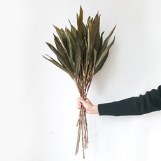 GAPANG 乾燥花 DRYB115 02號, 綠色