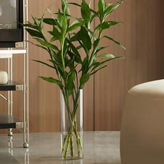 塑膠圓形花瓶 SHPET, 透明(SHPET12X25)