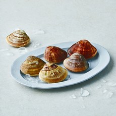 산지직송 부산 13번 중매인 백합조개, 1개, 500g