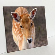 UDP 瓷磚相框 單品 A型 3729821, 白色 素色