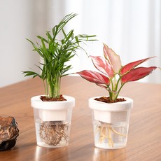 메이크정글 수경재배 식물 엔젤 + 테이블야자 컵팟 화분 DIY 세트, 화이트(화분), 1세트