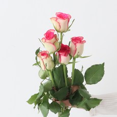 모리앤 생화 장미단 5대, 에픽블룸, 1세트