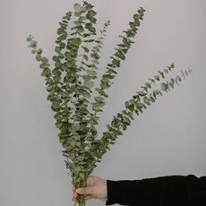 GAPANG 乾燥花 03號, 綠色