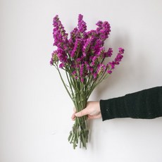 GAPANG 乾燥花, 紅色(04號/DRYB10604)