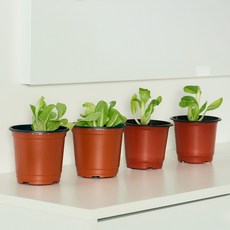 코코도르팜 채소 포트 소형 2종 버터헤드레터스 2p+ 청경채 2p, 랜덤발송(화분포트), 1세트