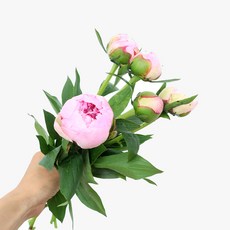 모리앤 작약 생화단 5대, 핑크