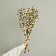 GAPANG Synensis 乾花 2 號 DRYB219, 綠色