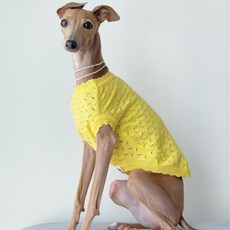 Caniche 狗狗蠟筆鏤空圓領針織衫, 黃色
