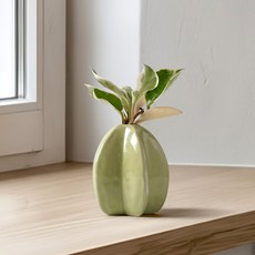 morningscent 과일 세라믹 수경화병, 스타 프루트