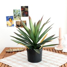조아트 인조나무 아가베아테누아타 테킬라 용설란 45cm, 1개, 그린