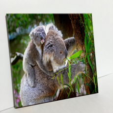 HTP 磁磚 母無尾熊與寶寶無尾熊 C2901