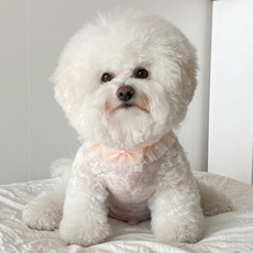 By Damsumi 狗狗緞帶蕾絲披肩 L, 橘色, 1個