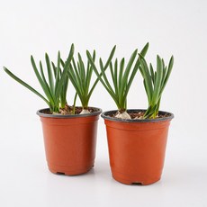 갑조네 무스카리 소품, 혼합색상, 2개