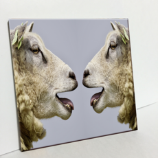 HTP 磁磚 羊群的溝通 C2834