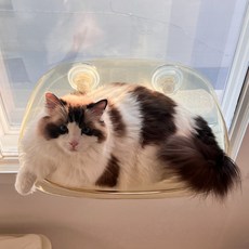 MAAH 貓咪窗戶吊床, 黃色, 1個