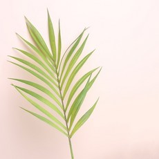 棕櫚葉 插花用, 混合顏色, 1個