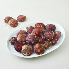 완도맘영어조합법인 산지직송 생물 홍가리비 (냉장), 1개, 1.5kg