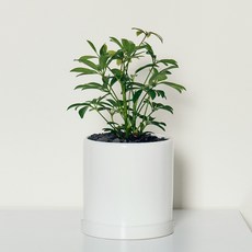 코코도르팜 도자기 화분 대형 홍콩야자, 그린, 1개