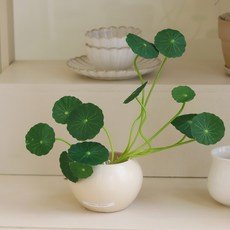 센트바스켓 동글동글 미니 연잎조화, 그린, 1개