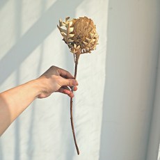 GAPANG 乾燥花 DRYJ098, 01號 棕色